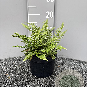 Dryopteris affinis GM 2,0L