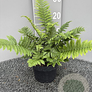 Dryopteris cycadina GM 2,0L