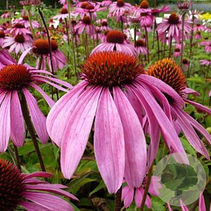 Echinacea p. 'Leuchtstern' GM P9