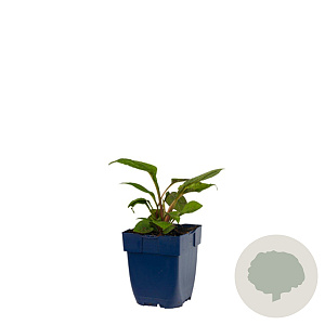 Echinacea p. 'Magnus' GM  P11
