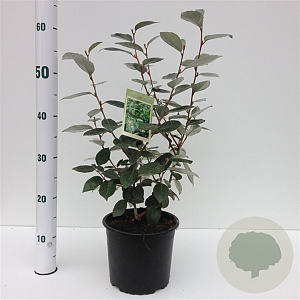 Elaeagnus ebbingei 30-40 cm 3,0L