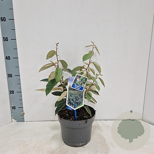 Elaeagnus ebbingei 30-40 cm 3,0L