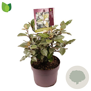 Elaeagnus ebb. 'Compacta' 30-40 cm 3,0L