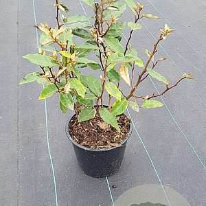 Elaeagnus ebb. 'Compacta' 30-40 cm 3,0L