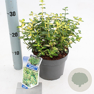 Euonymus fort. Blondy 20-25 cm 2,0L