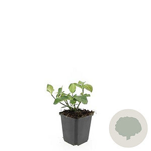 Euonymus fort. 'Dart's Blanket' GM P9