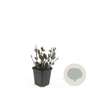 Euonymus fort. 'Dart's Blanket' GM P9