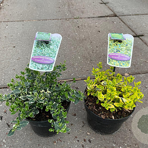 Euonymus fort. 'Emerald 'n' Gold' 20-25 cm 2,0L