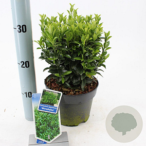 Euonymus jap. 'Green Spire' 20-25 cm 2,0L