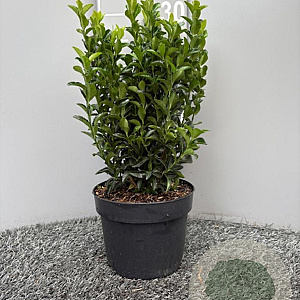 Euonymus jap. 'Green Spire' 30 cm 2,0L