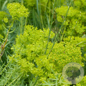 Euphorbia seguieriana niciciana GM P9