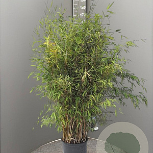 Fargesia 'Obelisk' 125-150 cm 15L