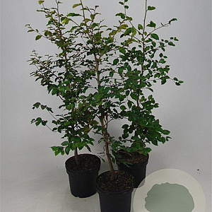 Fagus sylvatica 100-125 cm 5,0L