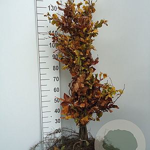 Fagus sylvatica 125-150 cm wortelgoed 1/2