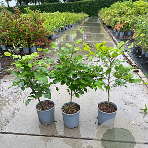 Fagus sylvatica 40-60 cm 2,5L