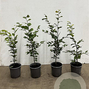 Fagus sylvatica 40-60 cm 2,5L