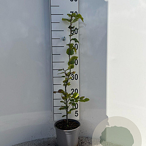 Fagus sylvatica 60-80 cm 2,5L