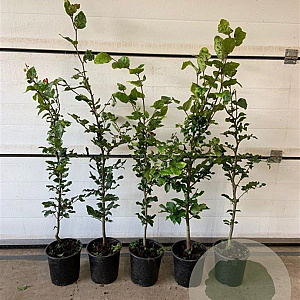 Fagus sylvatica 80-100 cm 2,5L