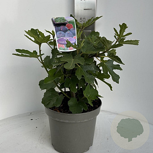 Ficus car. 'Rouge de Bordeaux' 40-50 cm 5,0L