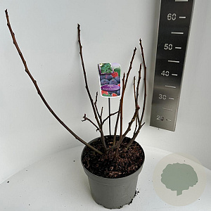 Ficus car. 'Rouge de Bordeaux' 40-50 cm 5,0L