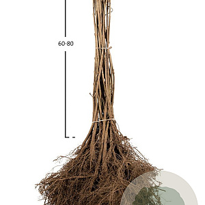 Fraxinus excelsior 100-125 cm wortelgoed1/1
