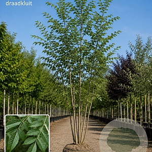 Fraxinus excelsior 700-800 cm draadkluit meerstammig