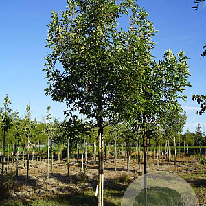 Fraxinus pen. 'Summit' 14-16 HO draadkluit