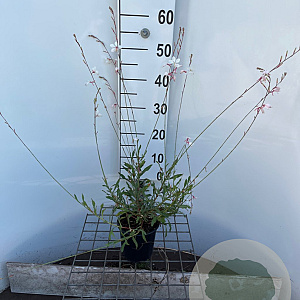 Gaura l. 'Whirling Butterflies' 30-40 cm C1.3