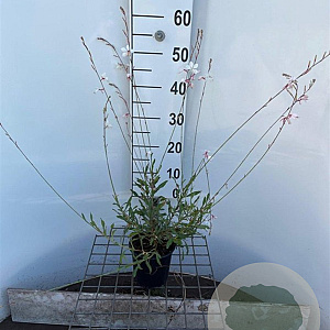 Gaura l. 'Whirling Butterflies' 30-40 cm C1.3