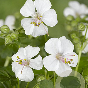 Geranium cant. 'Biokovo' GM P9