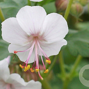 Geranium cant. 'Biokovo' GM P9