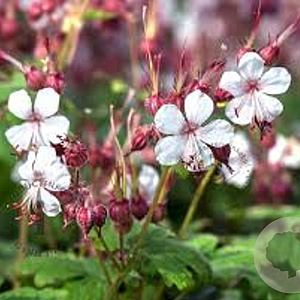 Geranium macr. 'Spessart' GM P9 BIO