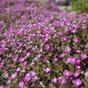 Geranium Orkney Cherry GM P9