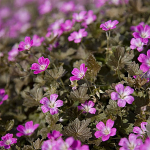 Geranium Orkney Cherry GM P9