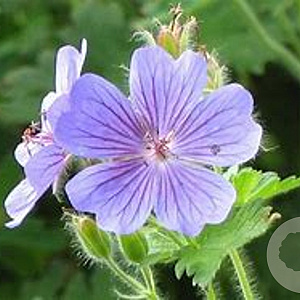Geranium 'Philippe Vapelle' GM P9 BIO