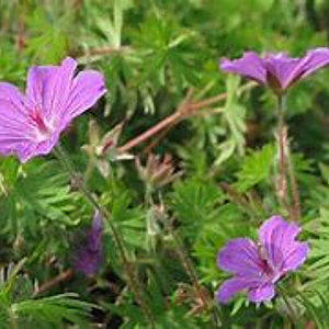 Geranium 'Tiny Monster' GM P9 BIO