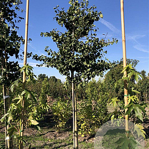 Ginkgo biloba 16-18 HO draadkluit