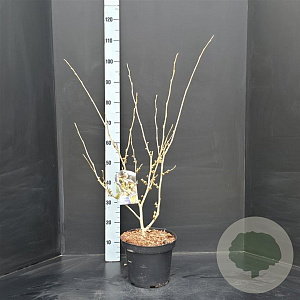 Hamamelis int. 'Arnold Promise' 60-80 cm 5,0L