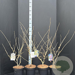 Hamamelis int. 'Arnold Promise' 60-80 cm 5,0L