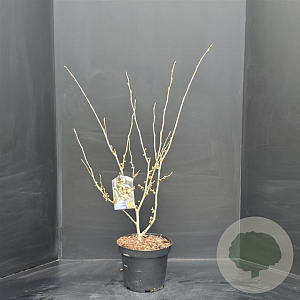 Hamamelis int. 'Arnold Promise' 60-80 cm 5,0L