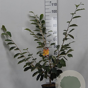 Hamamelis int. 'Arnold Promise' 60-80 cm 5,0L