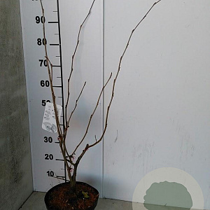 Hamamelis int. 'Diane' 50-60 cm 5,0L