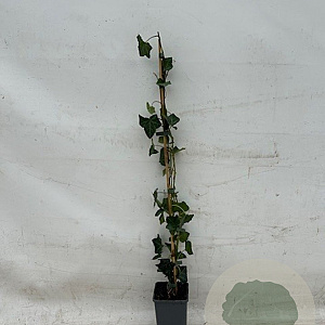 Hedera hibernica 80-100 cm rozenpot 2L