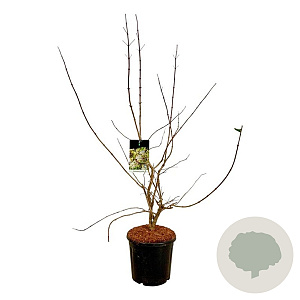 Heptacodium miconioides 100-125 cm 15L