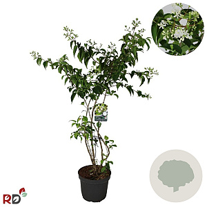 Heptacodium miconioides 80-100 cm 7,5L