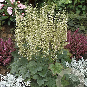 Heuchera villosa 'Chantilly' GM P9