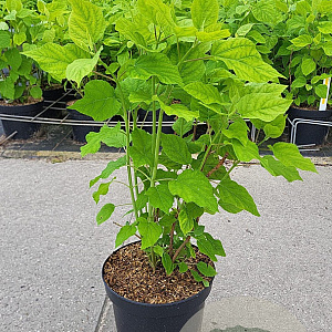 Hydrangea a. 'Annabelle' 30-40 cm 5,0L