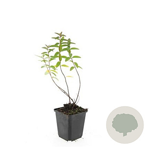 Hypericum 'Hidcote' GM P9