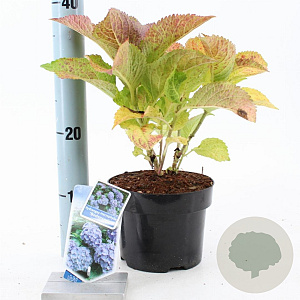 Hydrangea m. 'Bodensee' 20-25 cm 2,0L