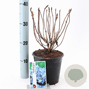 Hydrangea m. 'Bodensee' 20-25 cm 2,0L